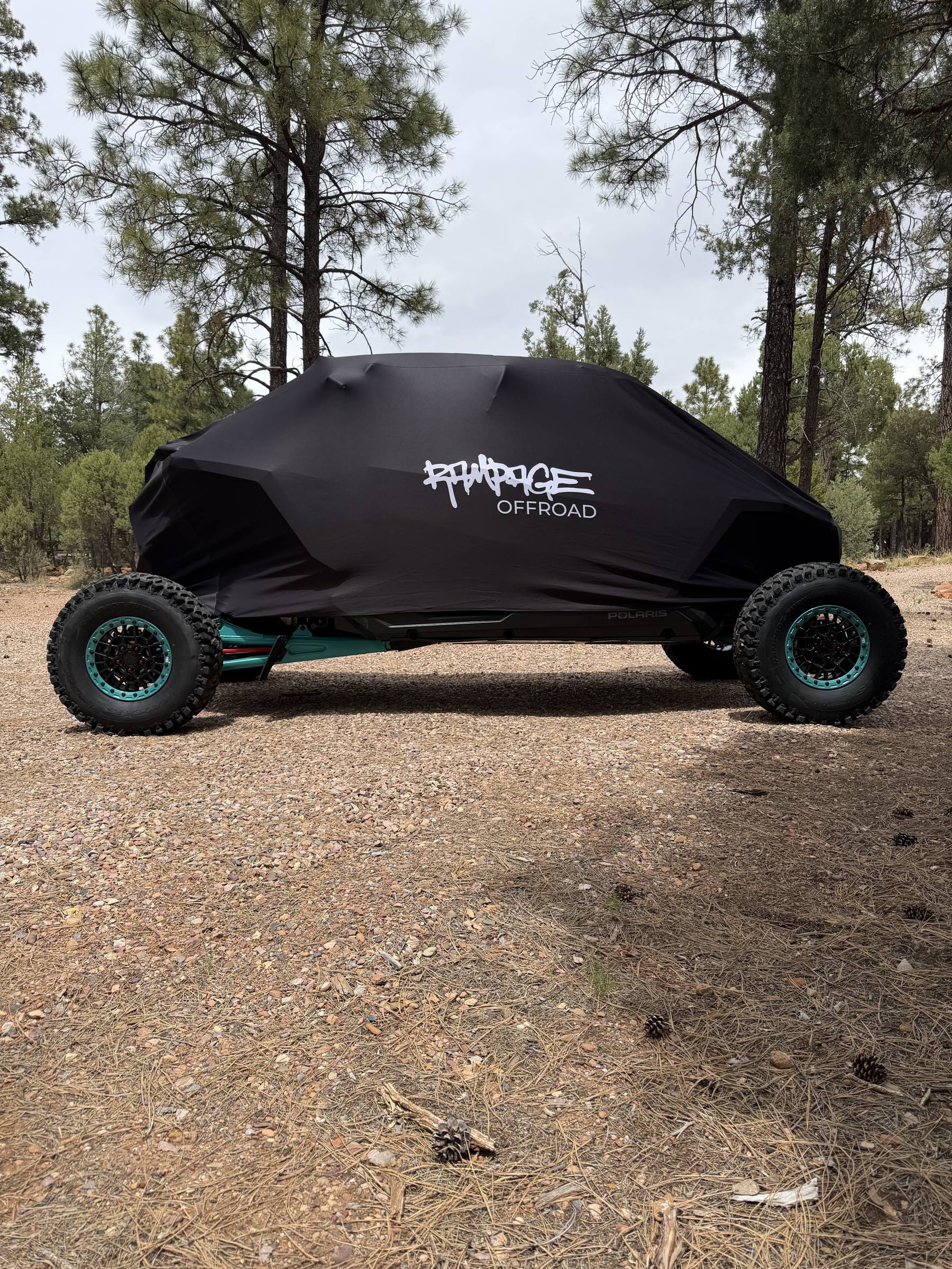 Black cover in Flagstaff pines